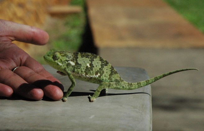 Chameleon Luangwa1