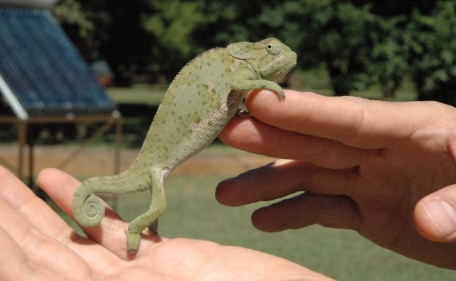 Chameleon Luangwa3