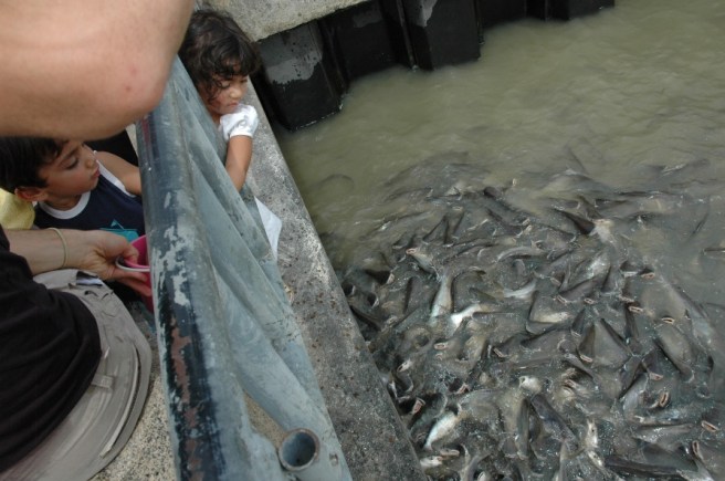 Fishing in Bangkok